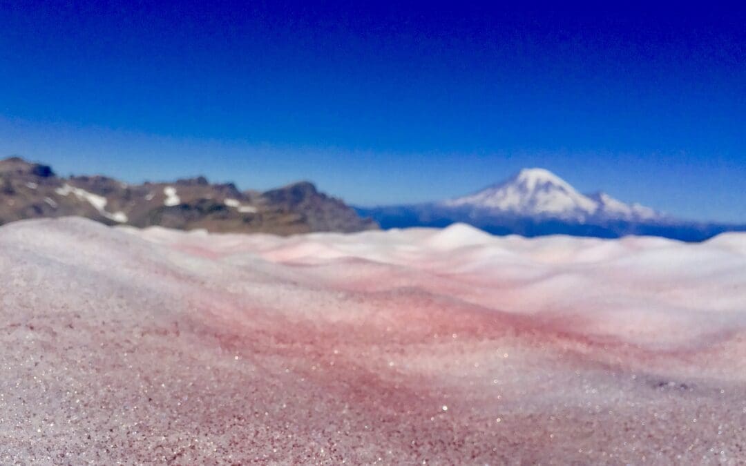 Snow Algae